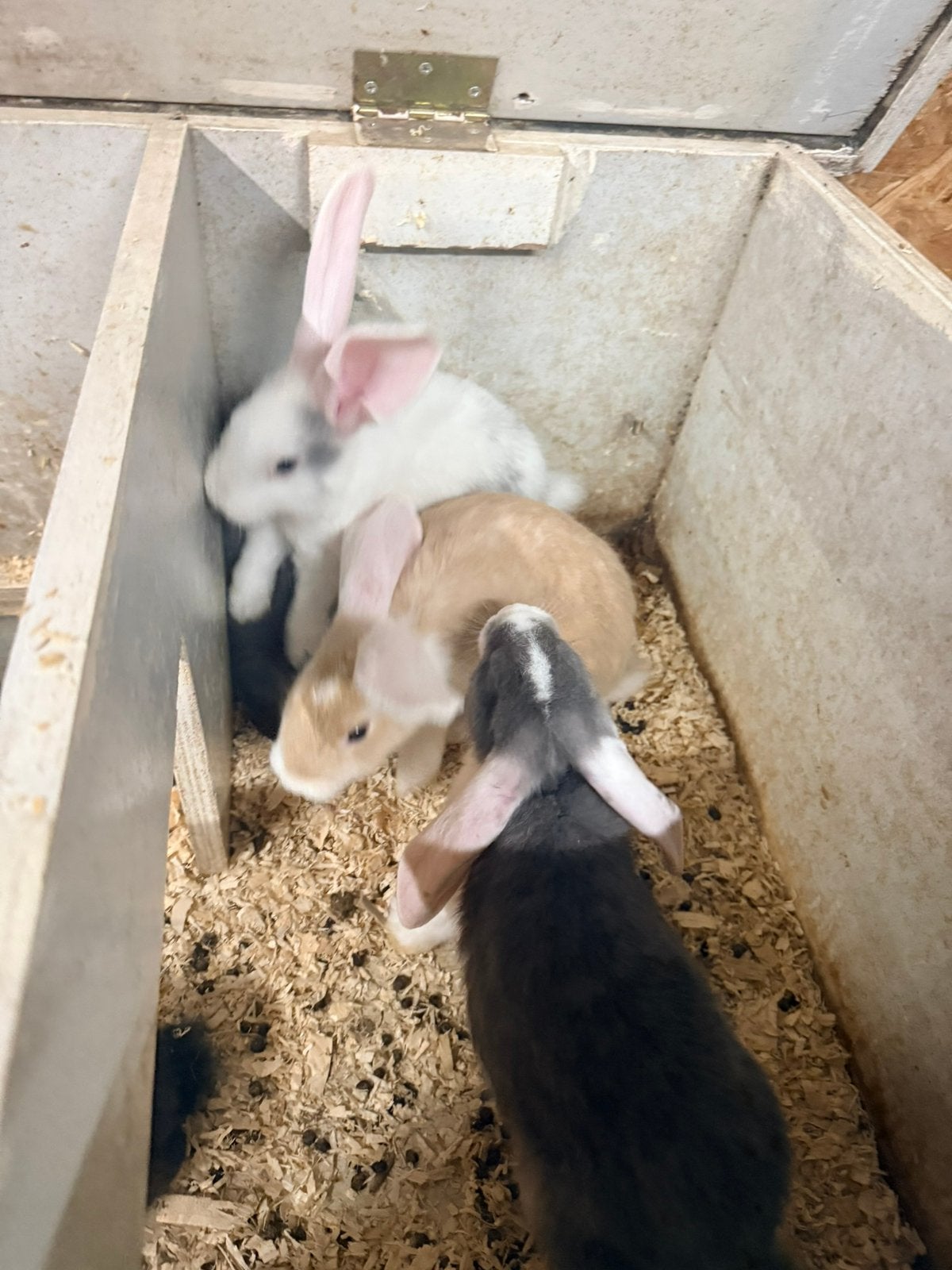 Kruising vlaamse reus x duitse hangoor, Dieren en Toebehoren, Meerdere dieren, Groot, Hangoor