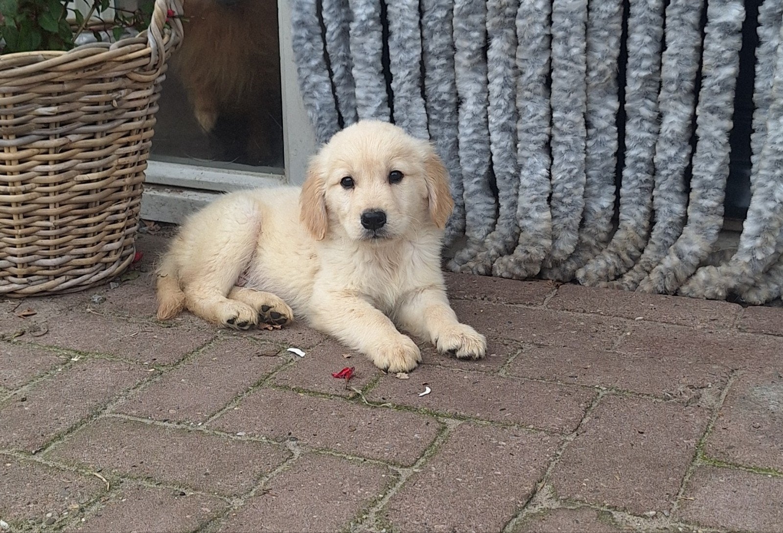 Golden retriever pups, Golden retriever, 8 tot 15 weken, Parvo, Meerdere