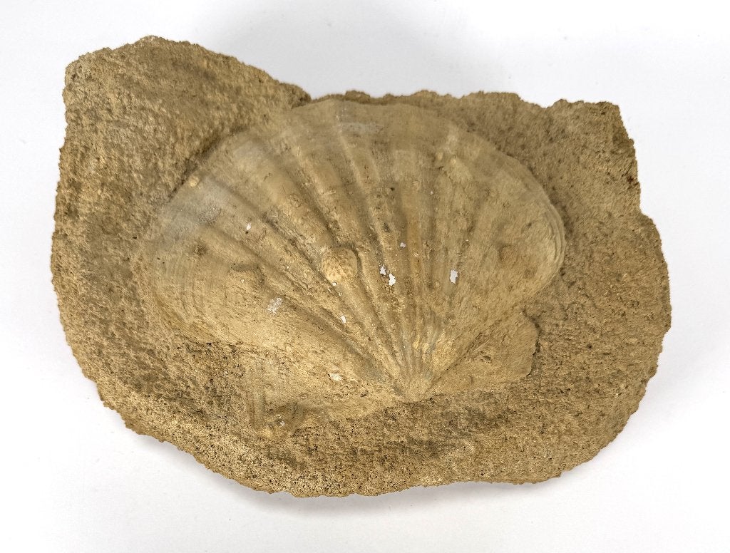 1365. Fossiel tweekleppige schelp, prehistorie, Verzamelen, Ophalen, Fossiel