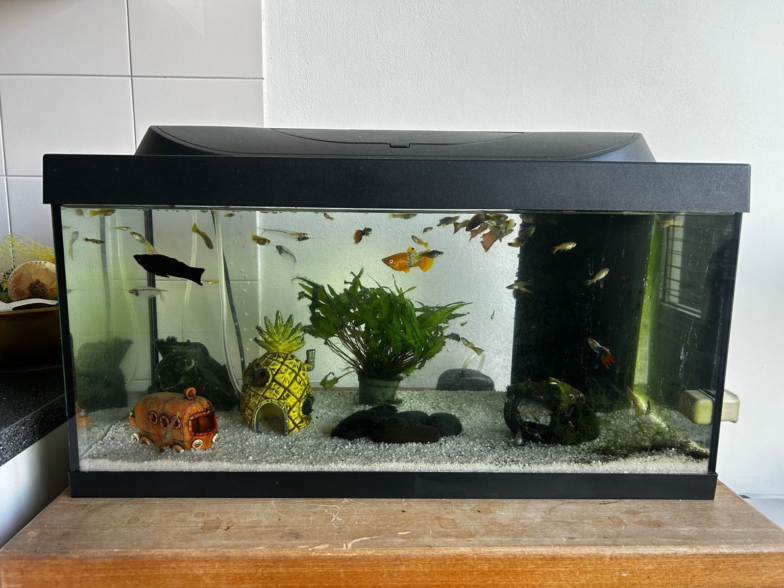 Aquarium incl. vissen en accessoires, Ophalen, Gevuld zoetwateraquarium