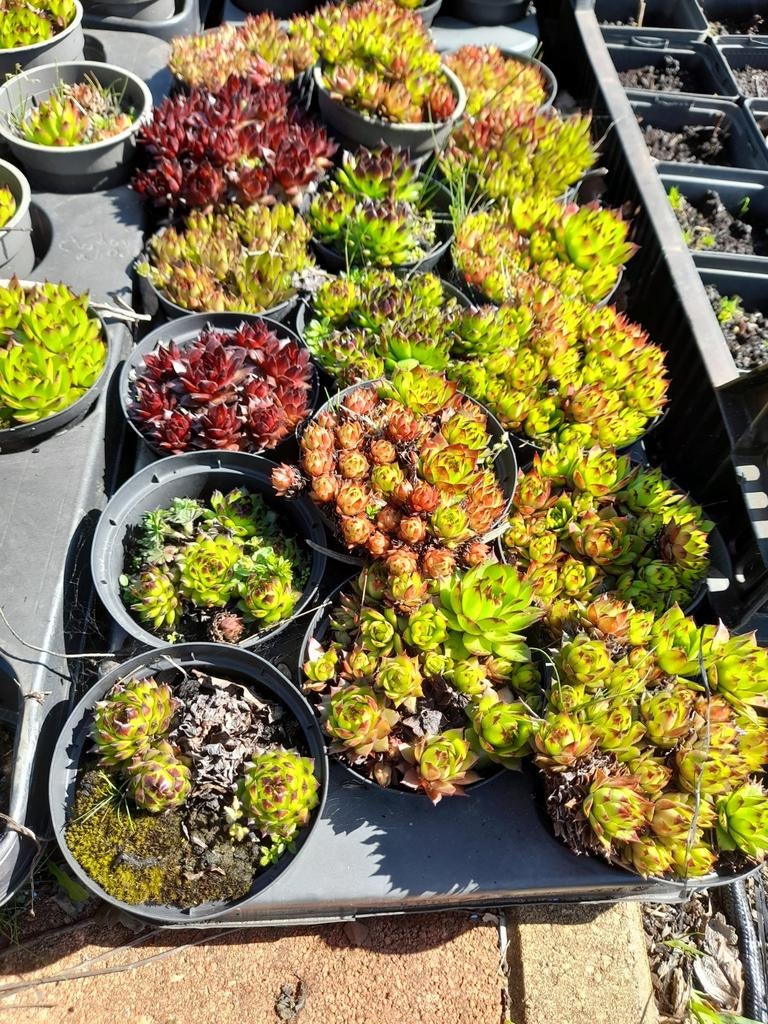 Diverse Sedum Rotsplanten - Perfect voor Tuin en Balkon, Tuin en Terras, Planten | Tuinplanten, Ophalen of Verzenden, Volle zon
