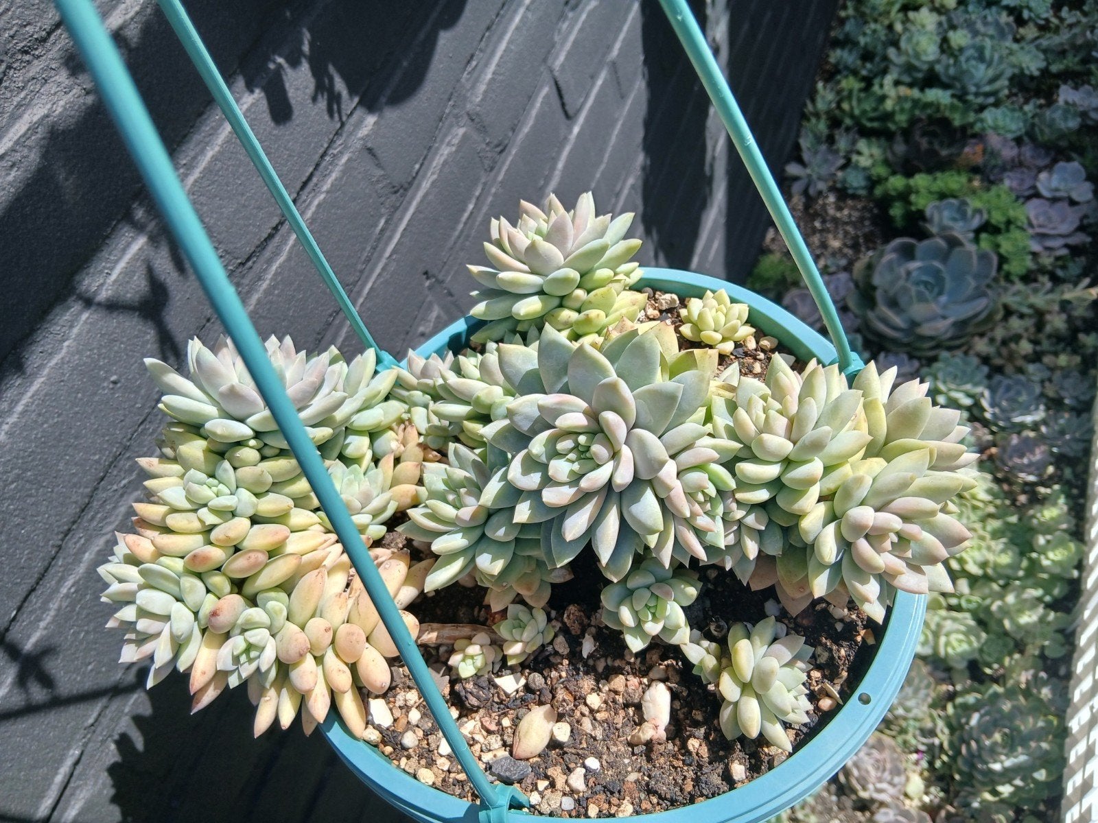 Vetplant succulent, Ophalen of Verzenden, Halfschaduw, Minder dan 100 cm