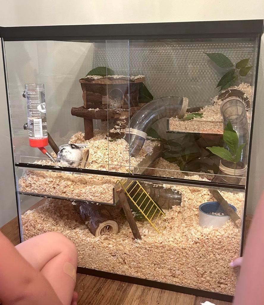 Terrarium/hamsterverblijf, Dieren en Toebehoren, Reptielen en Amfibieën | Toebehoren, Ophalen, Gebruikt, Terrarium of Paludarium
