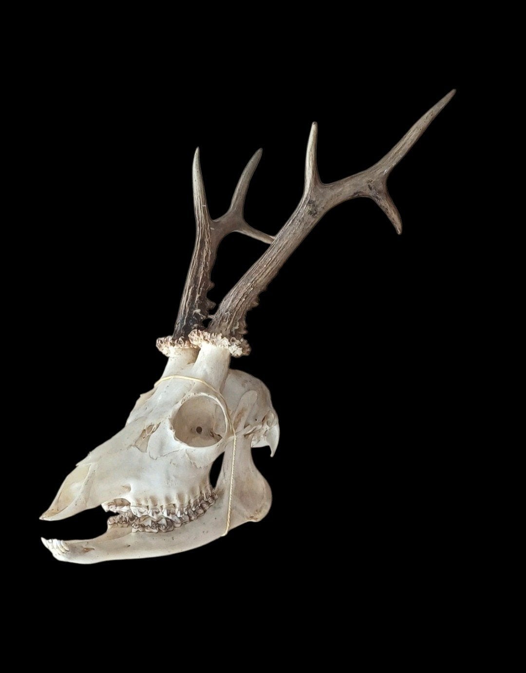 Reebok schedels met onderkaak taxidermie opgezette dieren, Ophalen, Schedel