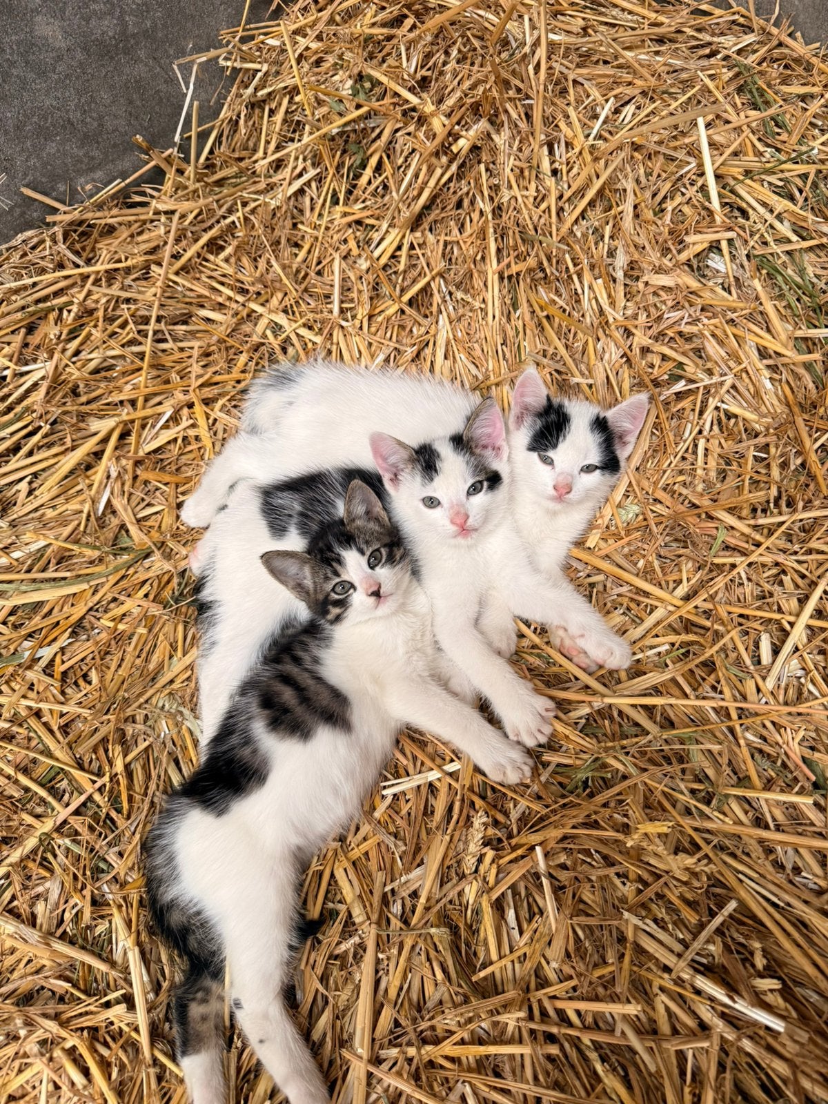 Boerderij kittens, Meerdere dieren