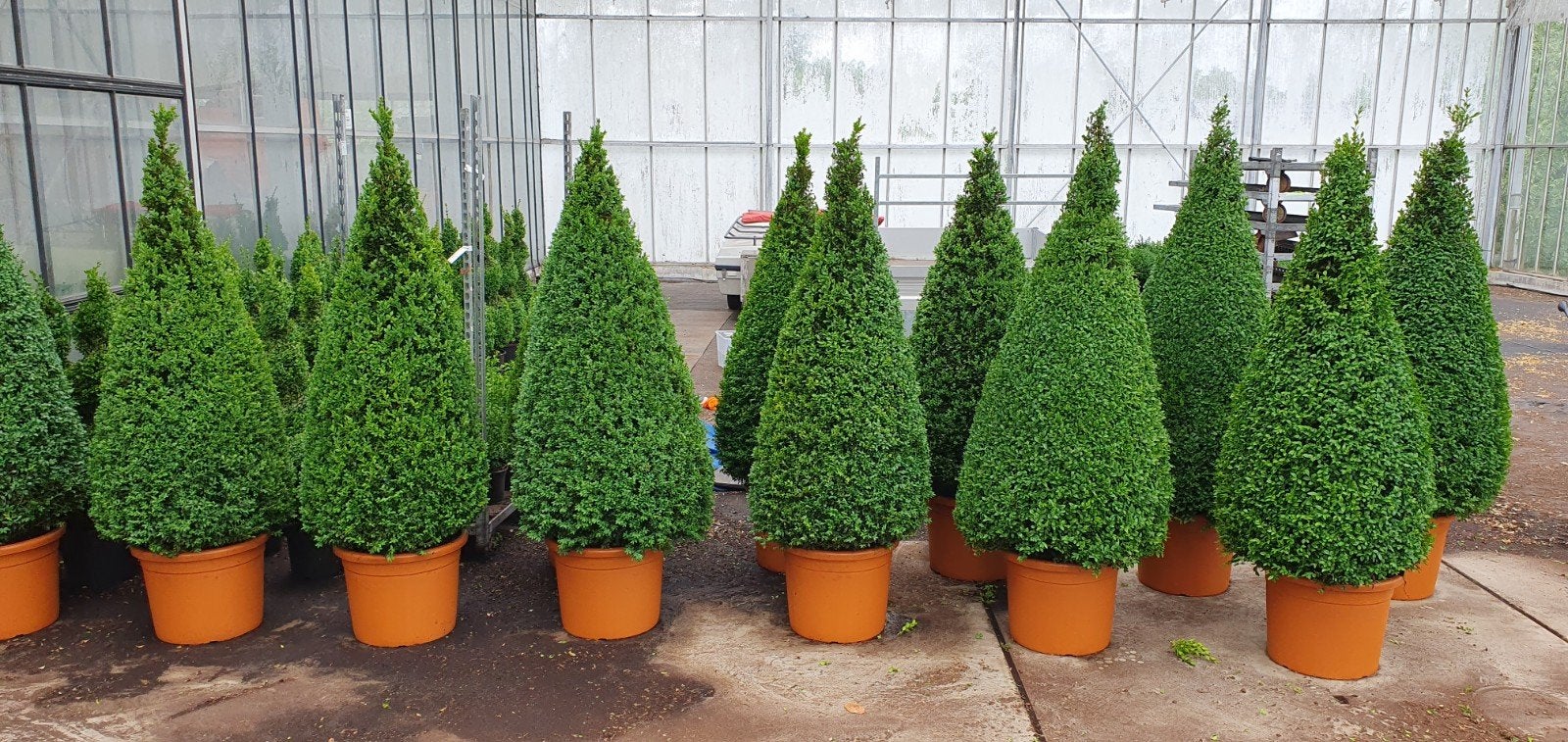 buxus pyramiden te koop, Ophalen, Buxus, Minder dan 100 cm
