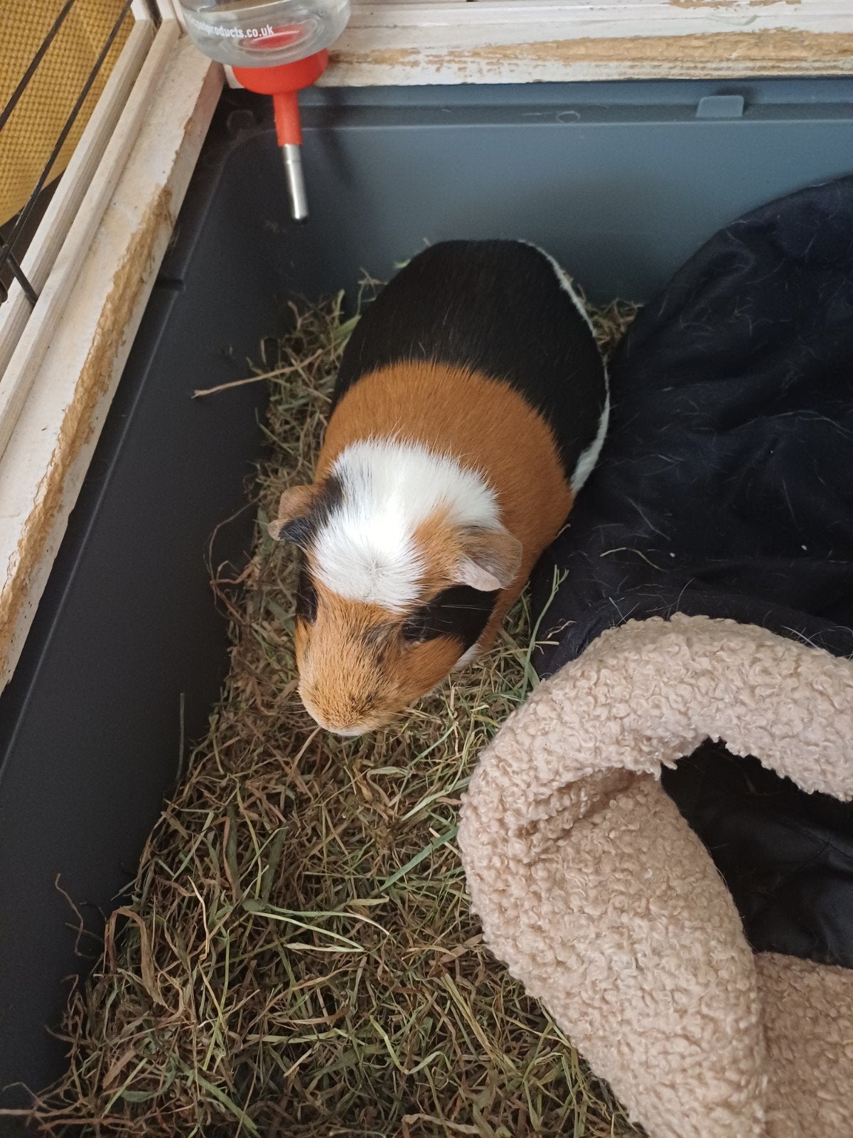 Cavia, tehuis voor gezocht, Kooi, Muis, 75 tot 110 cm, Ophalen
