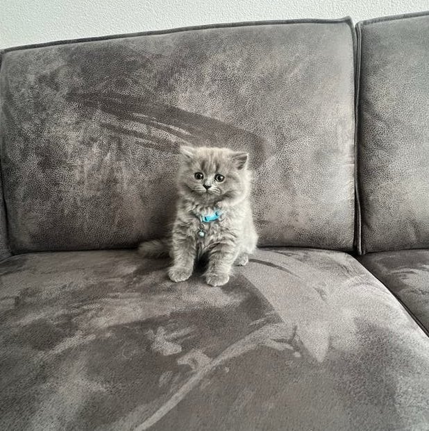 Britse korthaar kittens zoeken gouden mandje, Dieren en Toebehoren, Katten en Kittens | Overige Katten, Poes, Kortharig, 0 tot 2 jaar