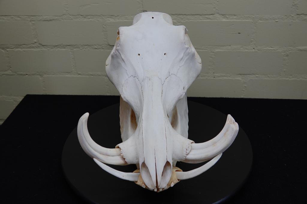 wrattenzwijn schedel warthog tusks, Ophalen, Zo goed als nieuw, Hert, Gewei of Kop