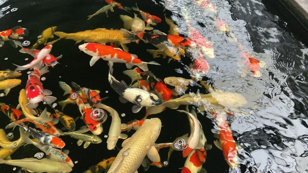 Nisai fraaie collectie Nisai (japankoi in tweede levensjaar), Karper of Koi