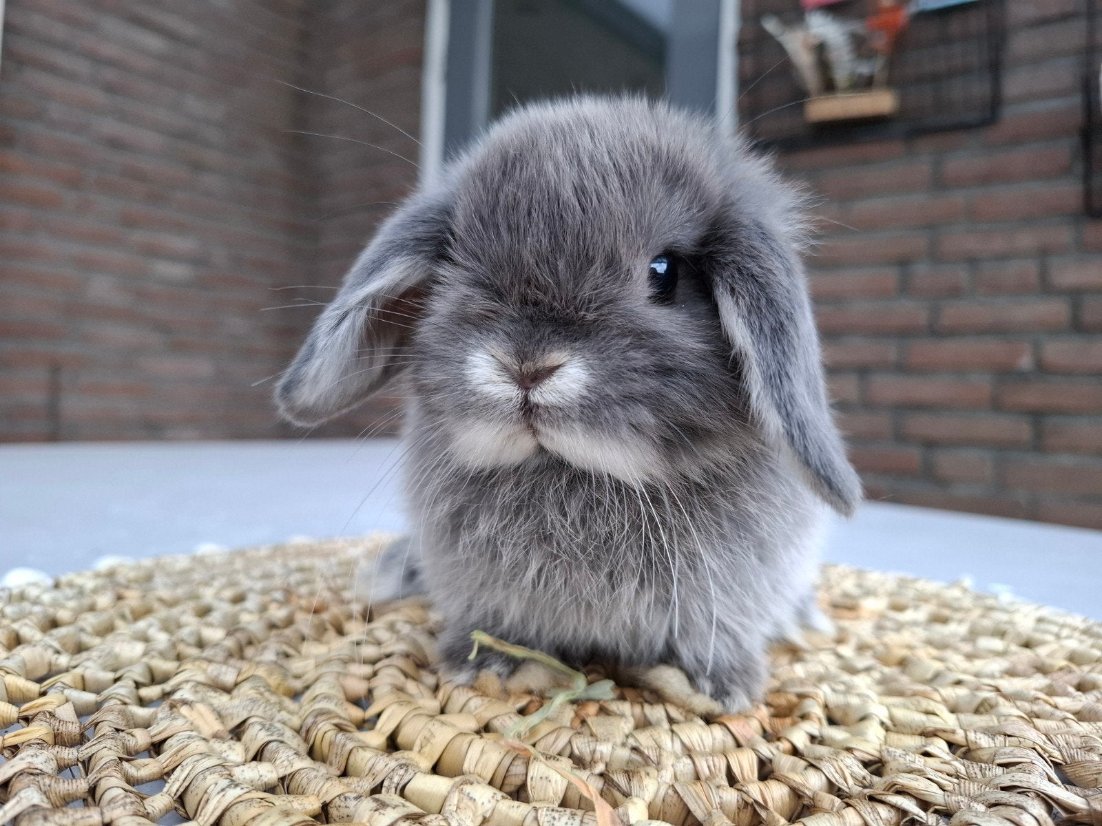 Minilop hangoor dwerg konijntje gevaccineerd, Meerdere dieren, Dwerg, Hangoor