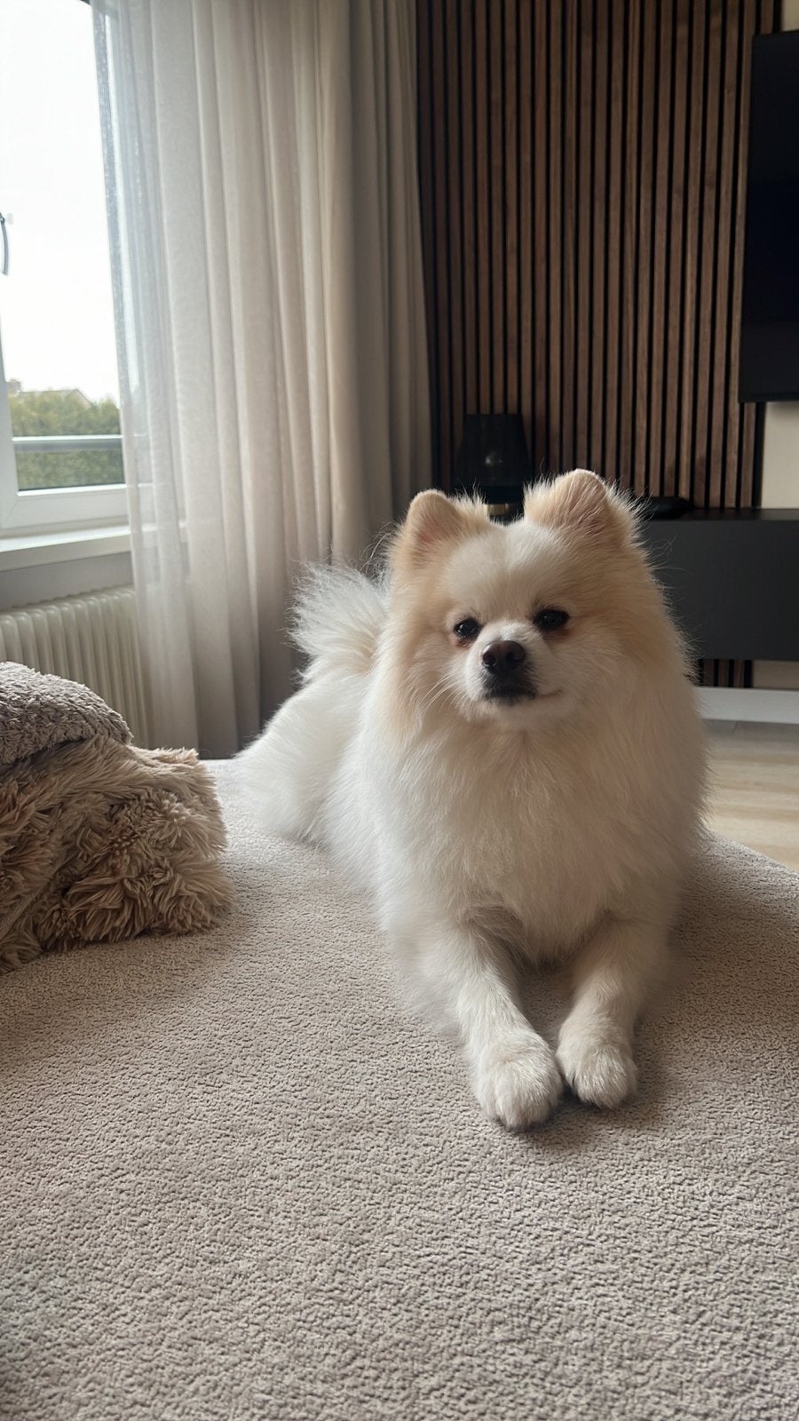 Opzoek naar een nieuw plekje voor nowie., Dieren en Toebehoren, Particulier, HCC (leverziekte), Reu, 1 tot 2 jaar