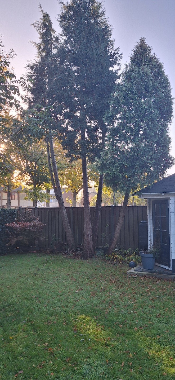 gratis, Volle zon, Bloeit niet, 400 cm of meer, Overige soorten
