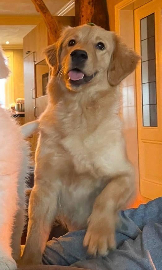 Superlieve Amerikaanse golden retriever 1,5 jaar, Dieren en Toebehoren, Honden | Retrievers, Spaniëls en Waterhonden, Golden retriever