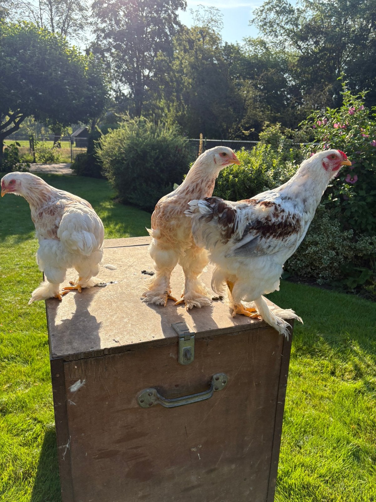 Brahma splash trio, Dieren en Toebehoren, Pluimvee, Meerdere dieren, Kip