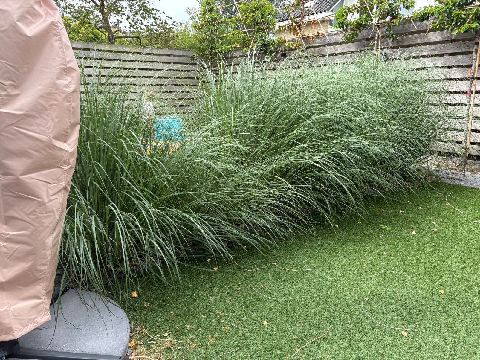 10x pampasgras, Tuin en Terras, Ophalen, Volle zon, Vaste plant, Siergrassen