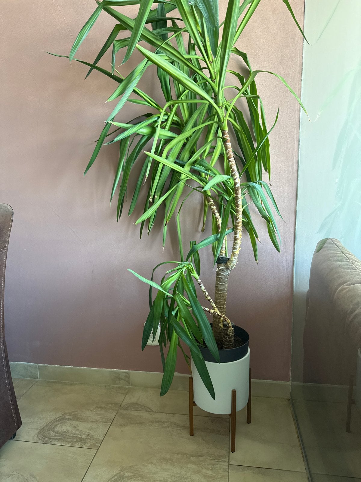 Grote Yucca kamerplant in pot, Huis en Inrichting, Kamerplanten, In pot, Yucca, 150 tot 200 cm, Groene kamerplant