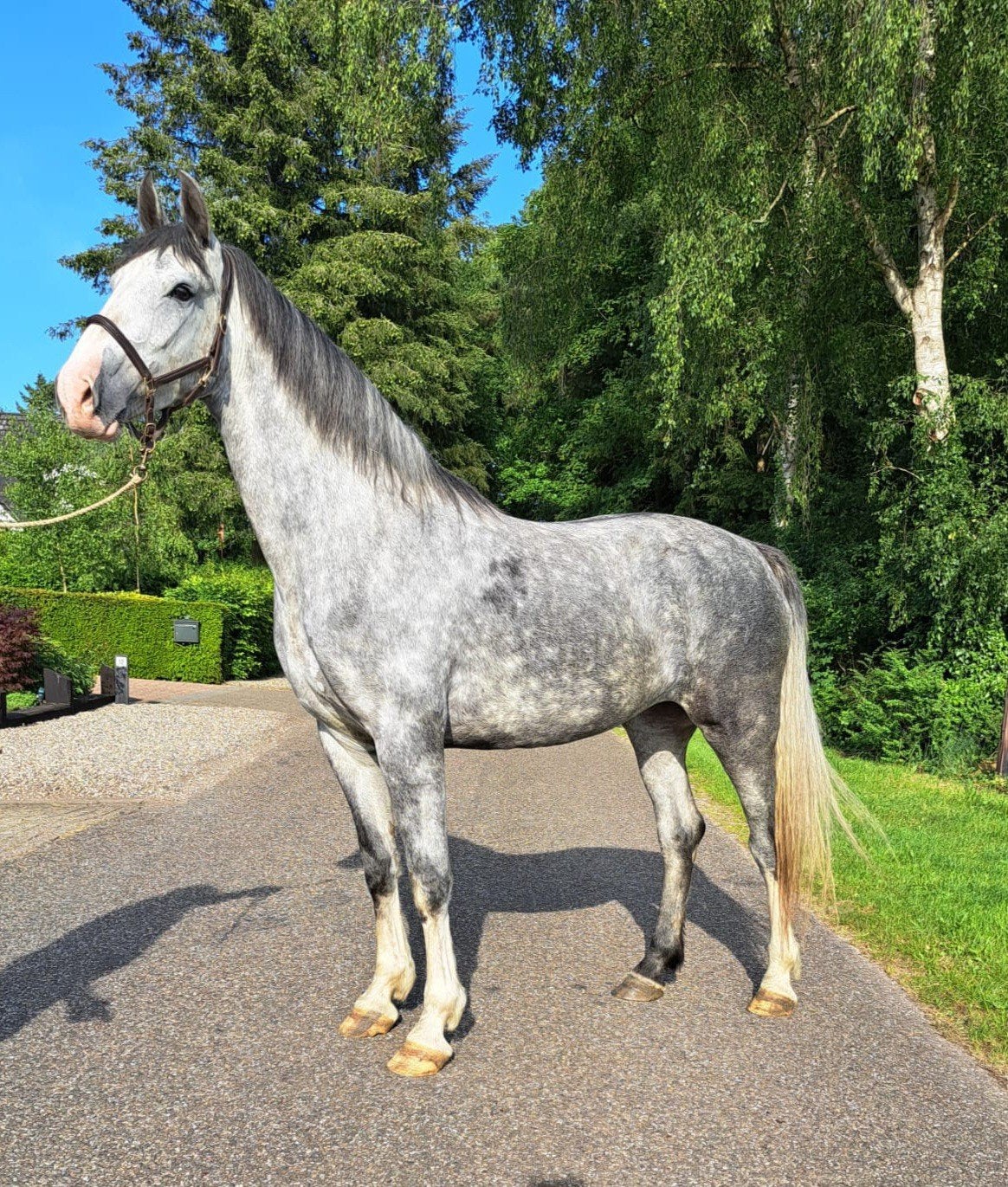 Prachtige blauwschimmel, Dieren en Toebehoren, Paarden, Merrie, 165 tot 170 cm, Recreatiepaard, 3 tot 6 jaar