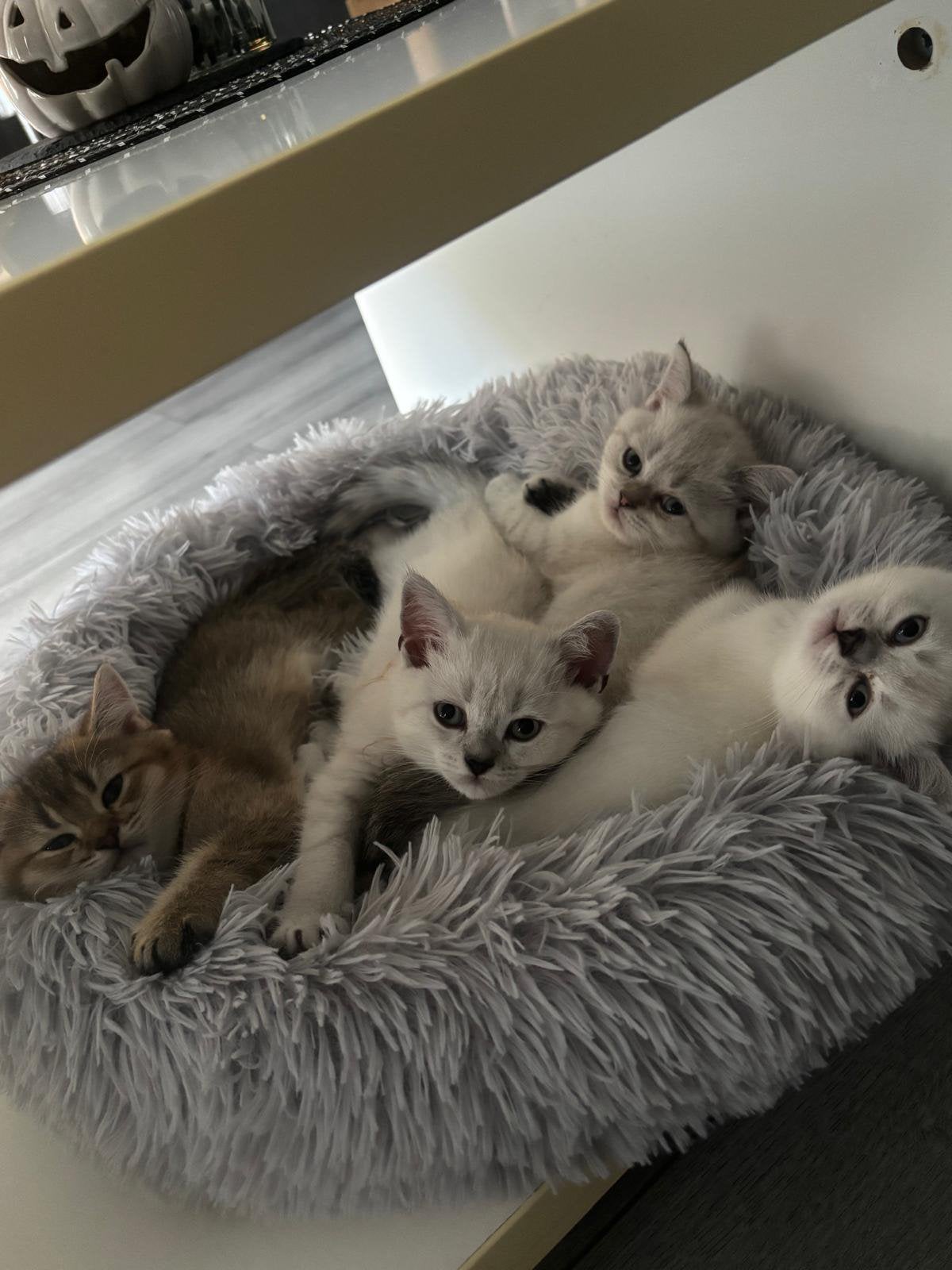 Britse Korthaar kittens – wit-crèmekleurig. beschikbaar, Meerdere dieren, Ontwormd, 0 tot 2 jaar