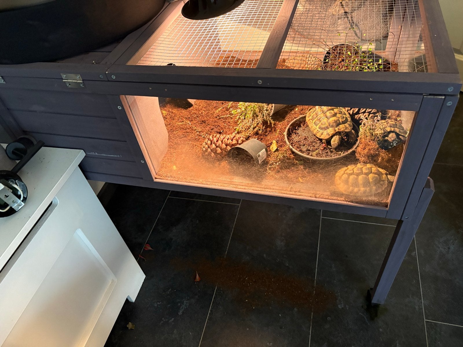 5 schildpadden. Tortoise photo 2