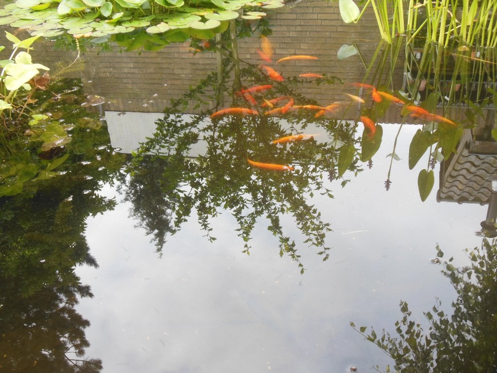 Zuurstofplanten, Ophalen, Nieuw