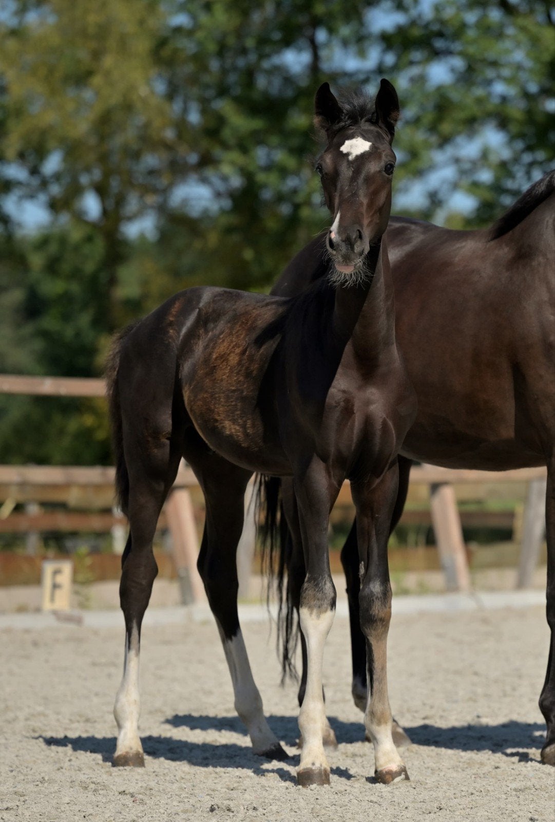 3 aansprekende dressuur veulen s, Dieren en Toebehoren, Paarden, Meerdere dieren, Niet van toepassing, Dressuurpaard, 0 tot 2 jaar