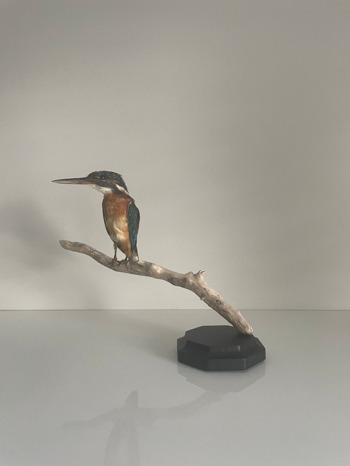 Prachtige IJsvogel Taxidermie op Tak en Houten Voet, Opgezet dier, Gebruikt, Ophalen of Verzenden, Vogel