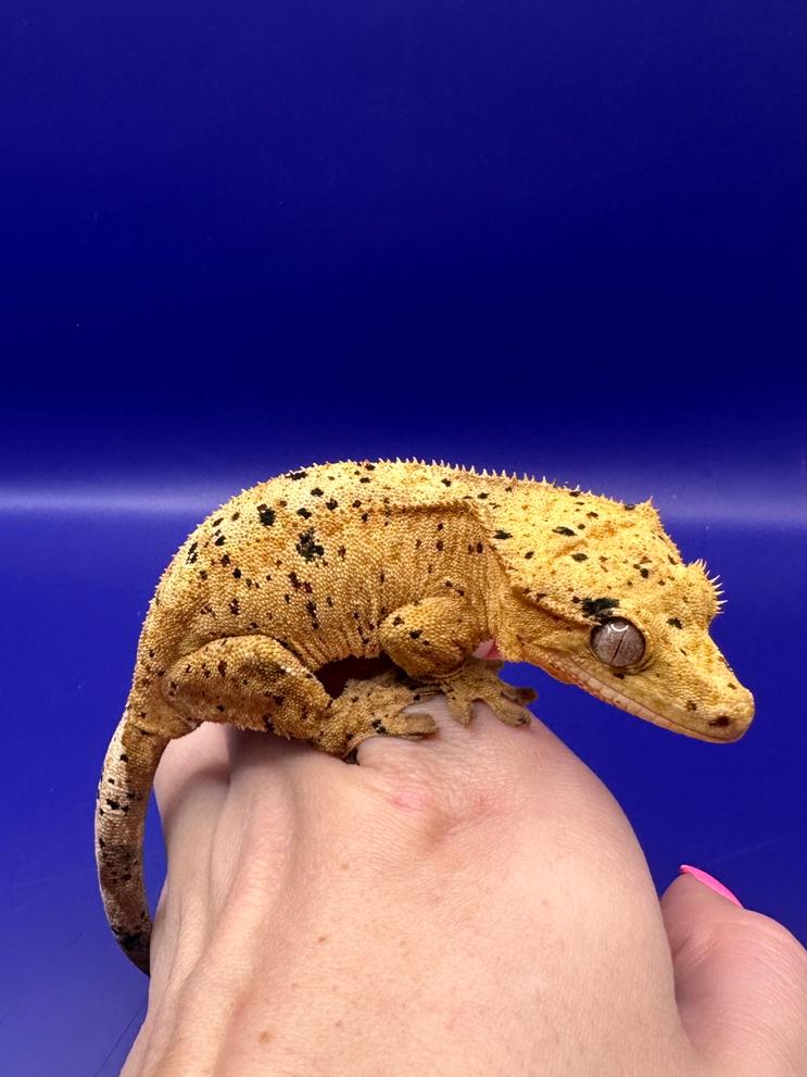 Wimpergekko vrouw super dalmatian Crested Gecko - female for sale from RX Cresties
