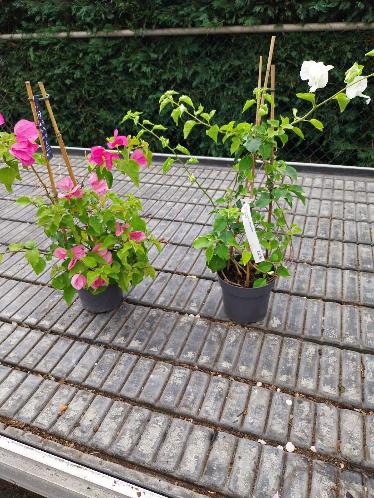 Restpartij Bougainville Planten - Diverse Kleuren (40 stuks), Ophalen, Overige soorten, Volle zon