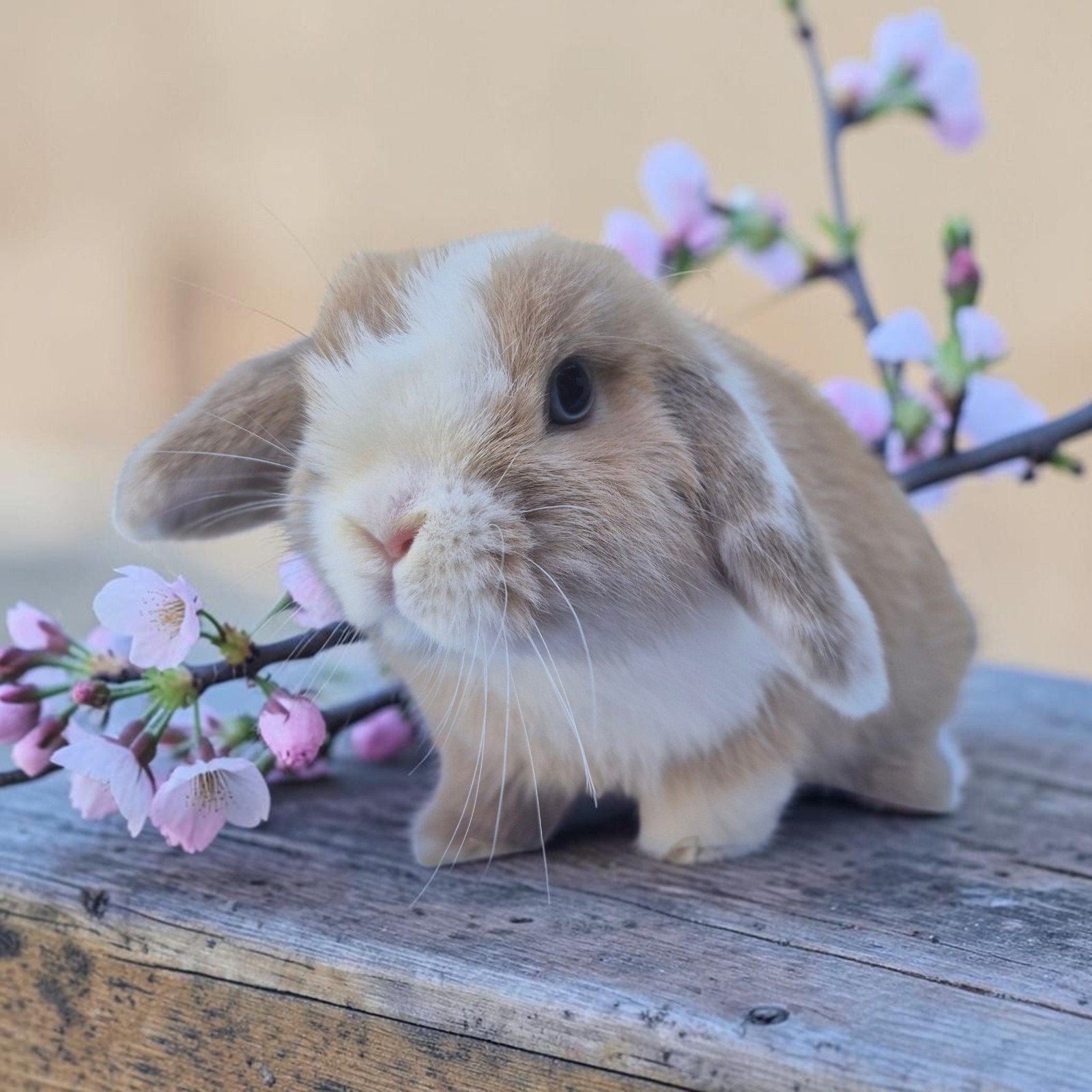 Mini Lop hangoordwerg konijn gevaccineerd, Mannelijk, Dwerg, Hangoor, 0 tot 2 jaar