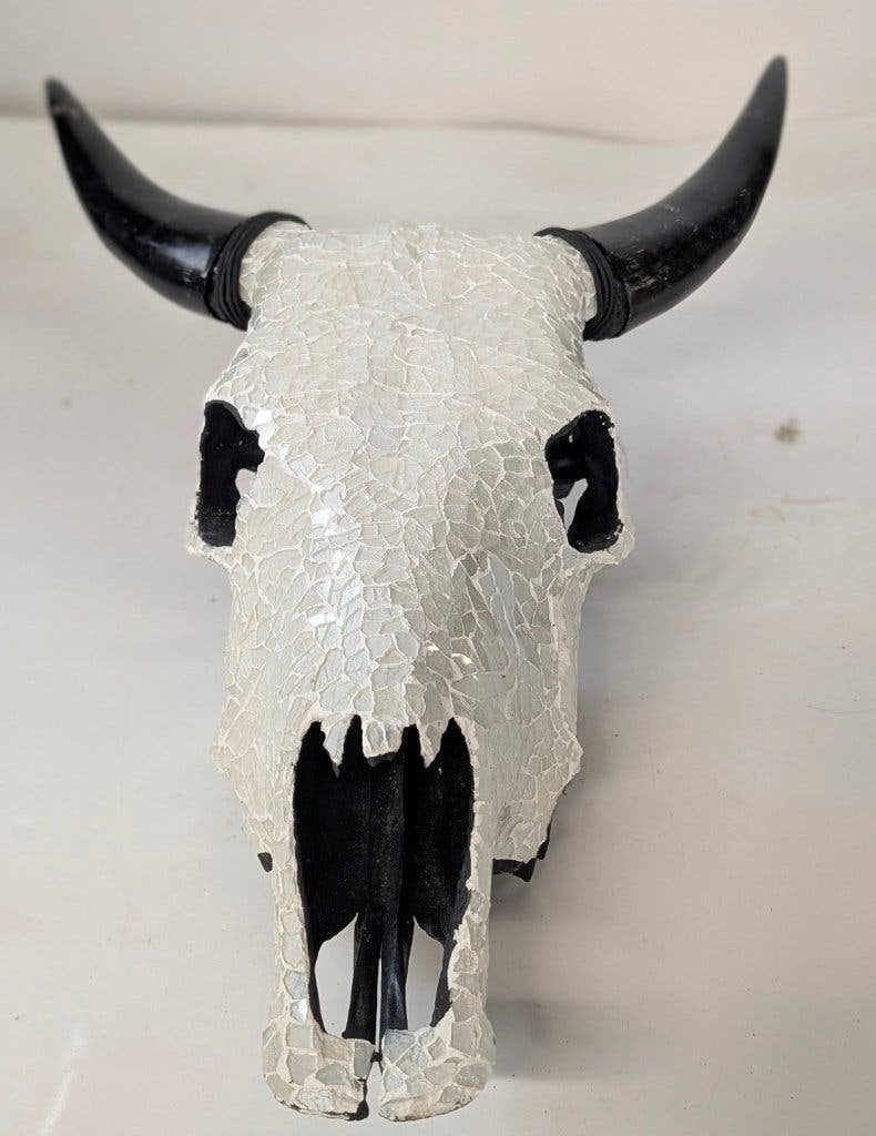 grote schedel buffel, Ophalen, Gebruikt, Boerderijdier, Schedel