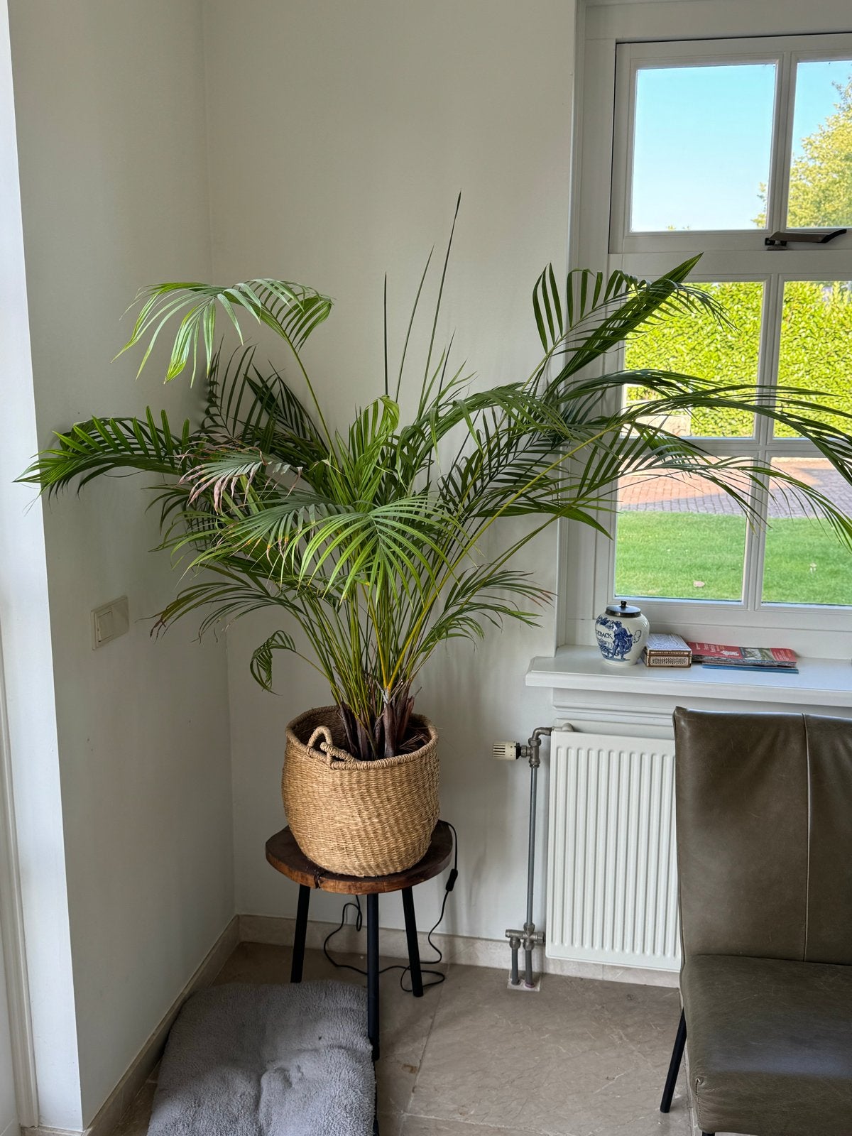 Grote, mooie kamerplant (palm), Huis en Inrichting, Kamerplanten, Ophalen, Palm, Halfschaduw, In pot