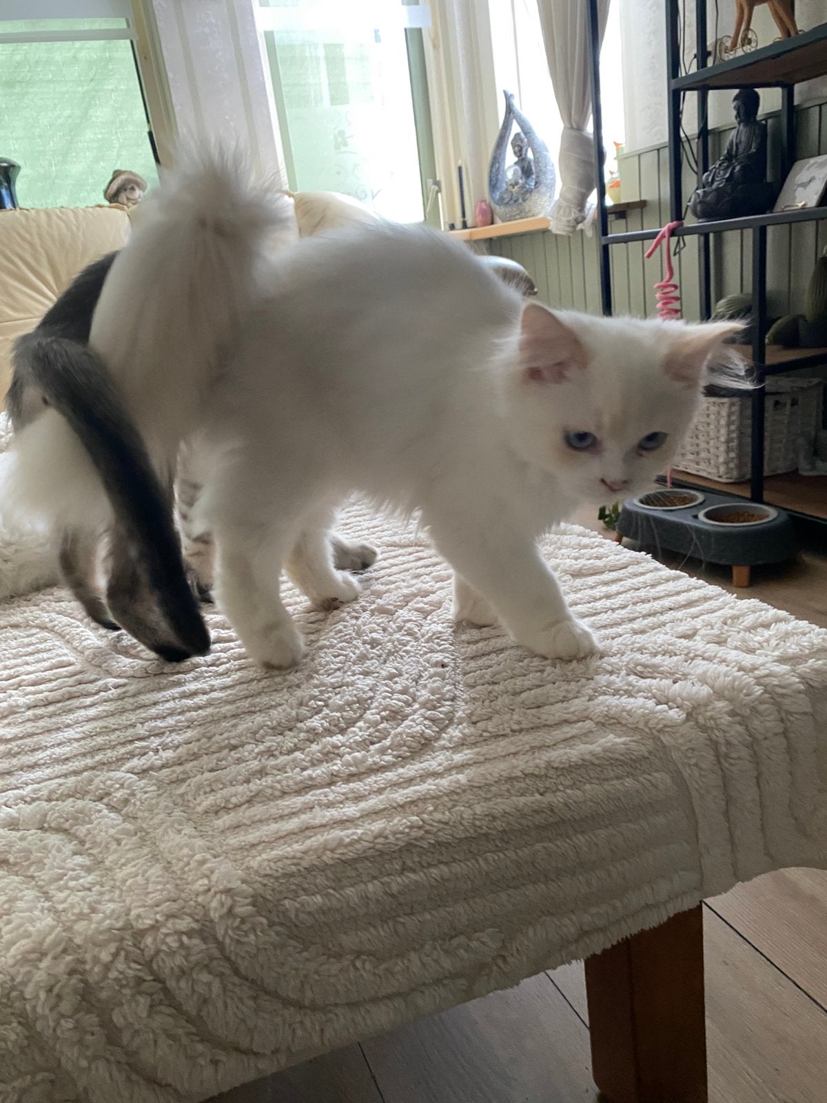 Prachtige ragdoll mix kittens Katertje gereserveerd, Dieren en Toebehoren, Meerdere dieren, Gechipt, 0 tot 2 jaar
