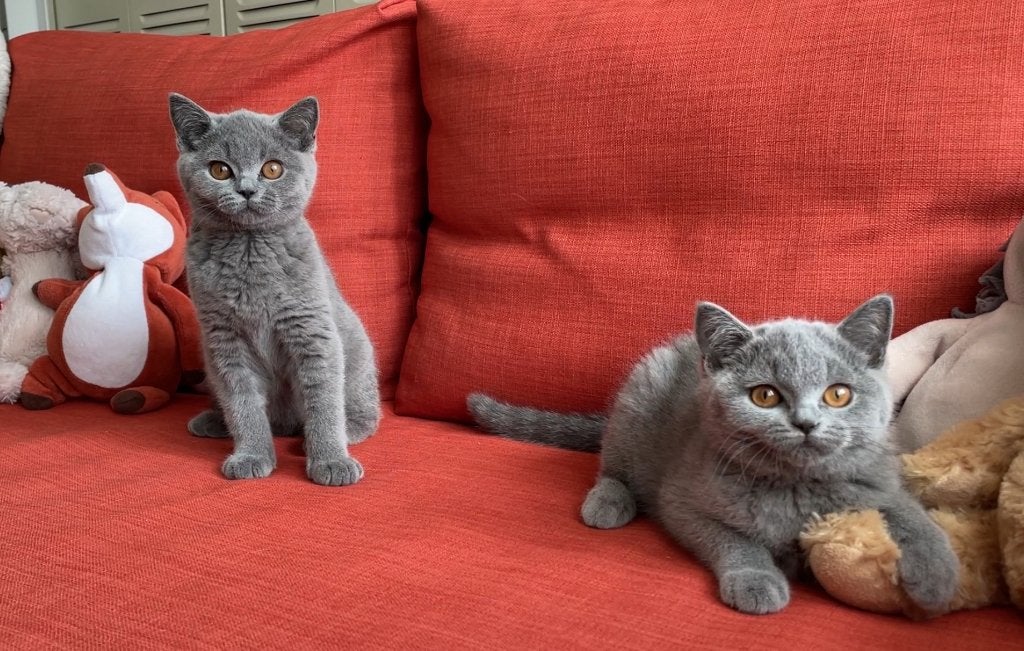 Twee TOP britse / brits korthaar katertjes beschikbaar, Kater, Met stamboom, 0 tot 2 jaar