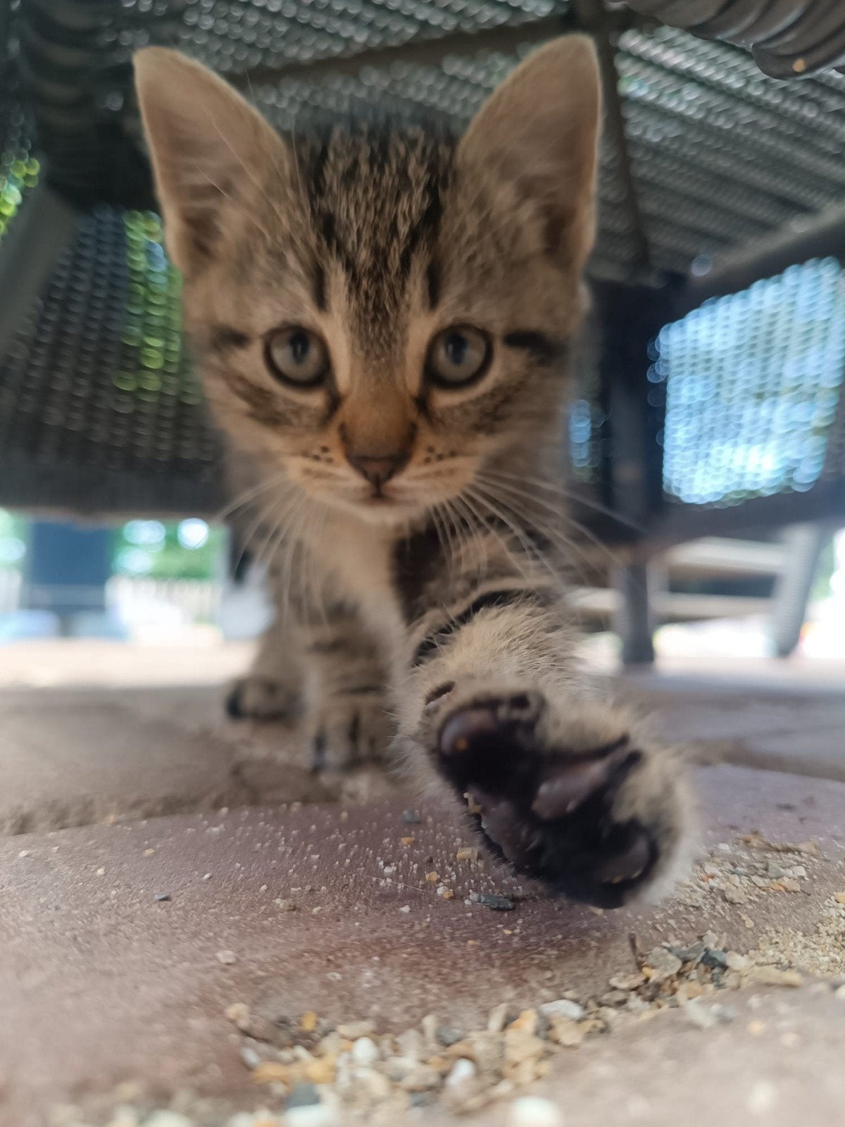 Boerderij kitten, Poes