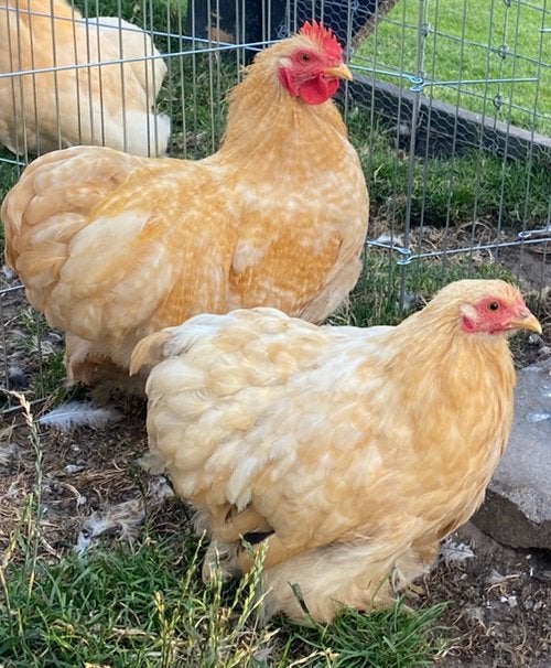 Cochin krielkip / krielhaan blond, Dieren en Toebehoren, Pluimvee, Vrouwelijk, Kip