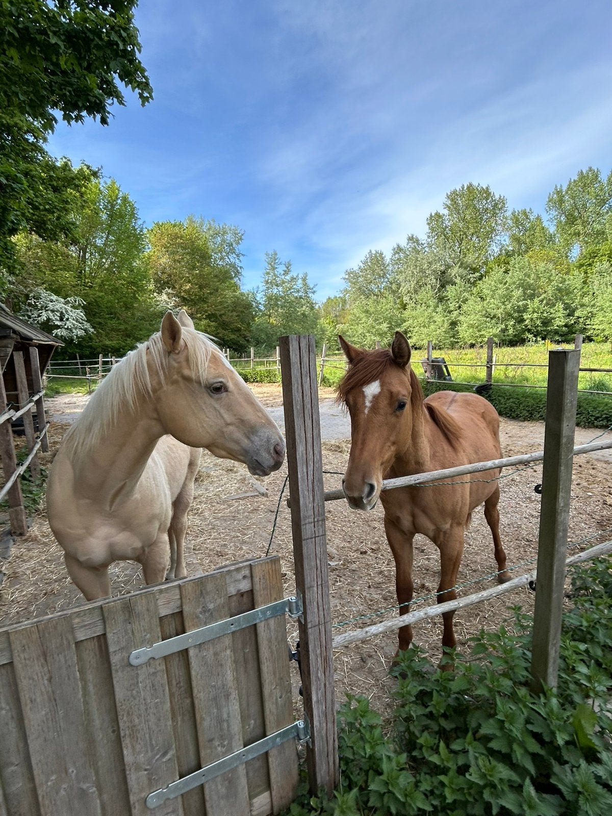 Quarter - AQHA - champagne ruin - red dun merrie, Minder dan 160 cm, Met stamboom, Ruin, 0 tot 2 jaar