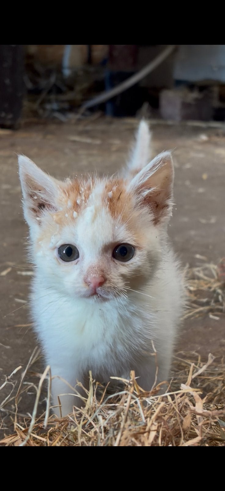 2 Boerderij kater kittens, Kater