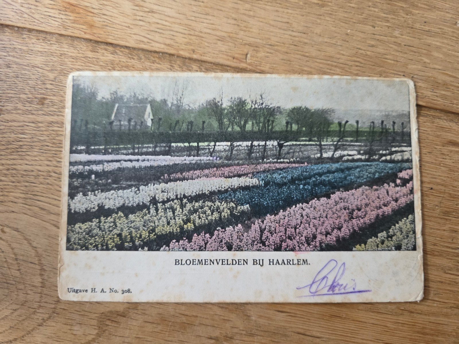 Bollenvelden Haarlem en omstreken, Ophalen of Verzenden