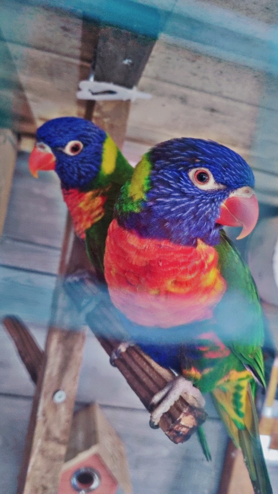 Vogels 200 euro, Dieren en Toebehoren, Meerdere dieren, Parkiet, Tam