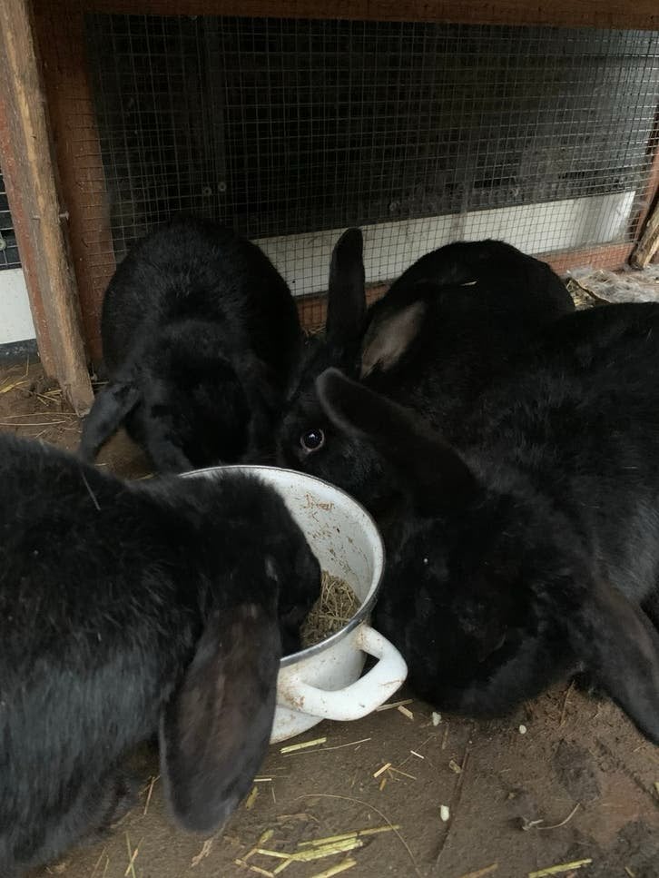 Konijnen familie., Meerdere dieren, Middelgroot, 3 tot 5 jaar