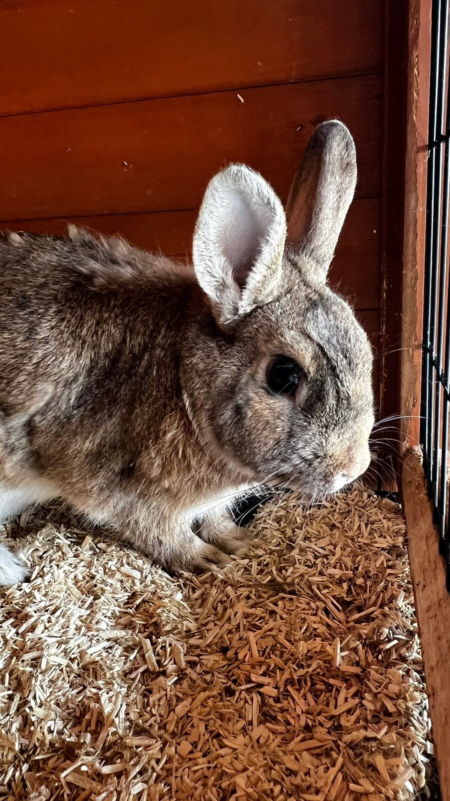 Jong konijntje, Dieren en Toebehoren, Mannelijk, Dwerg
