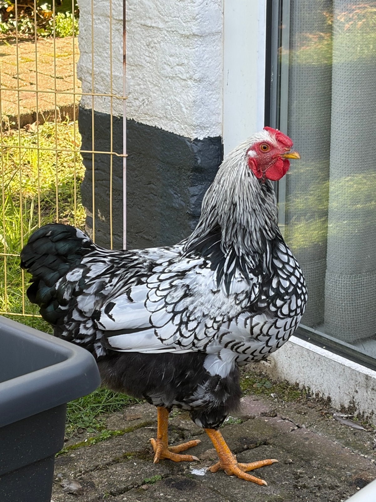 Wyandotte Haan, Dieren en Toebehoren, Mannelijk, Kip