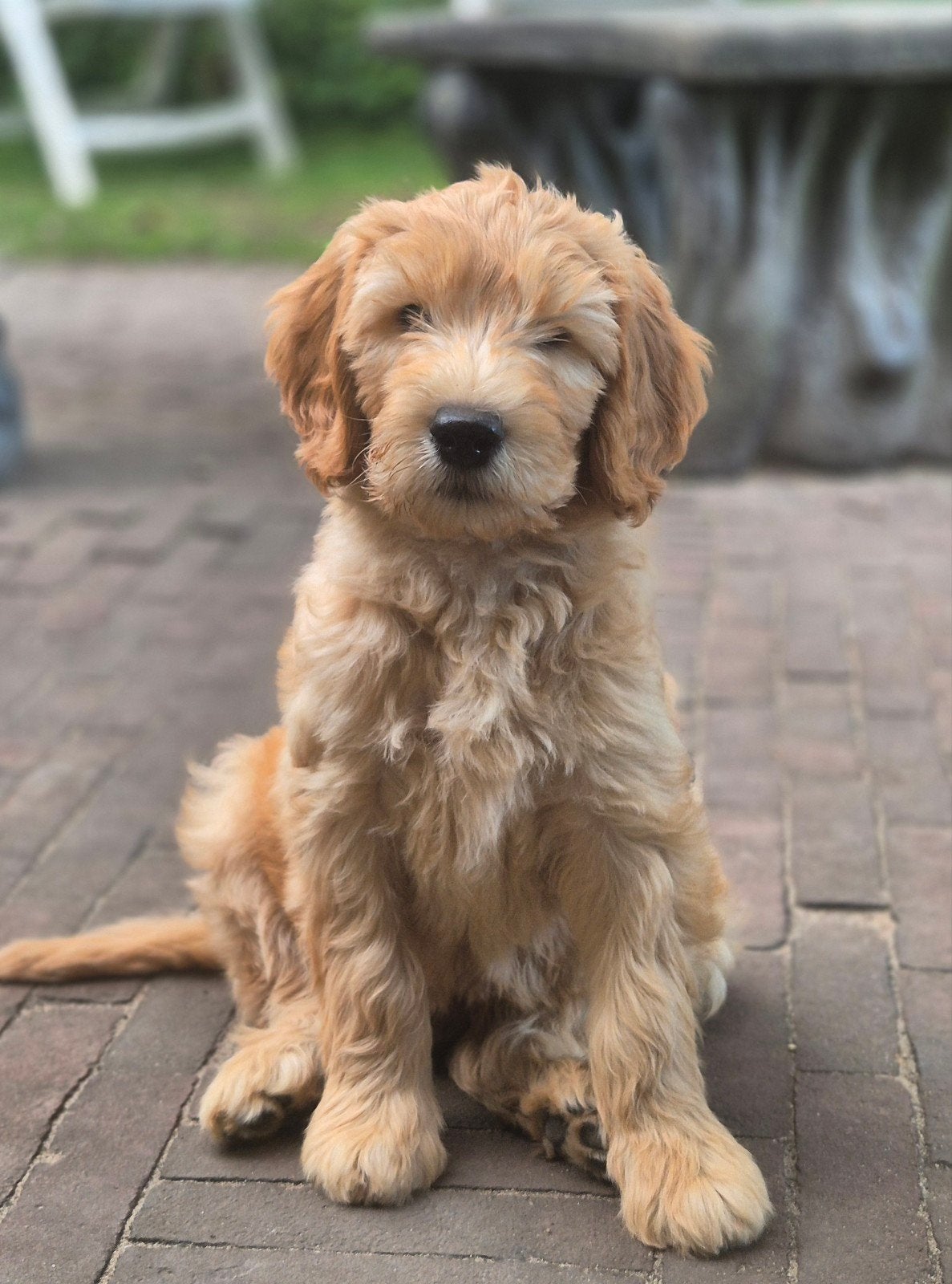 labradoodle pups abrikooskleur: mogen nest verlaten!, Dieren en Toebehoren, Honden | Retrievers, Spaniëls en Waterhonden, Overige rassen