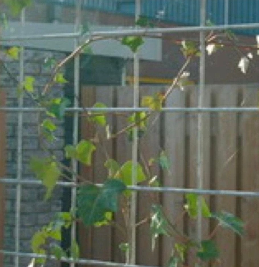 Gezocht betongaas minstens 1.80m breed en hoog, Tuin en Terras, Schuttingen, Ophalen