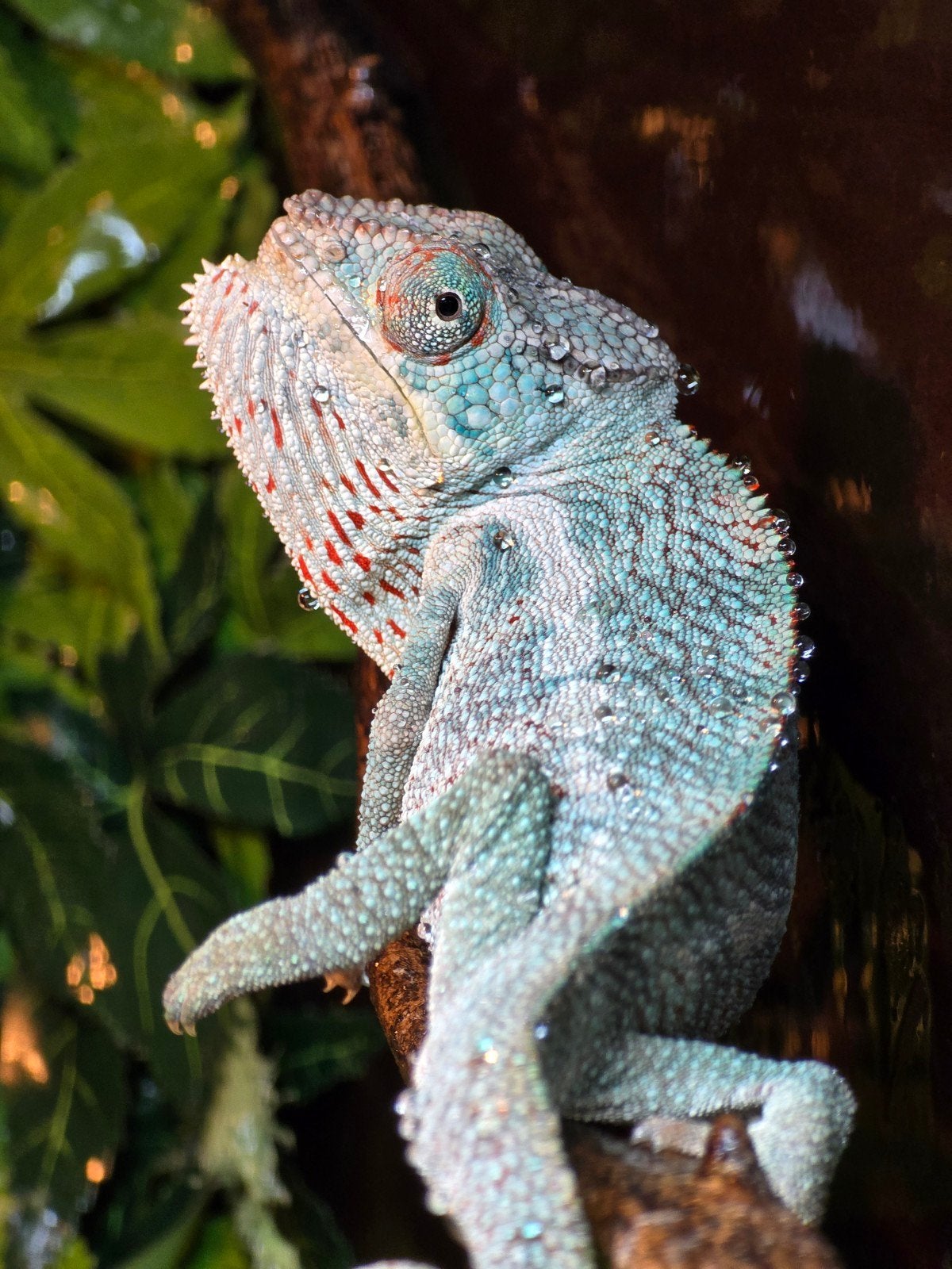 Prachtige Nosy Be panterkameleons (Furcifer pardalis) Chameleon photo 2