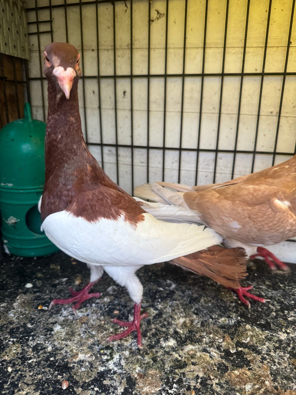 Te koop, Dieren en Toebehoren, Vogels | Duiven, Mannelijk, Postduif