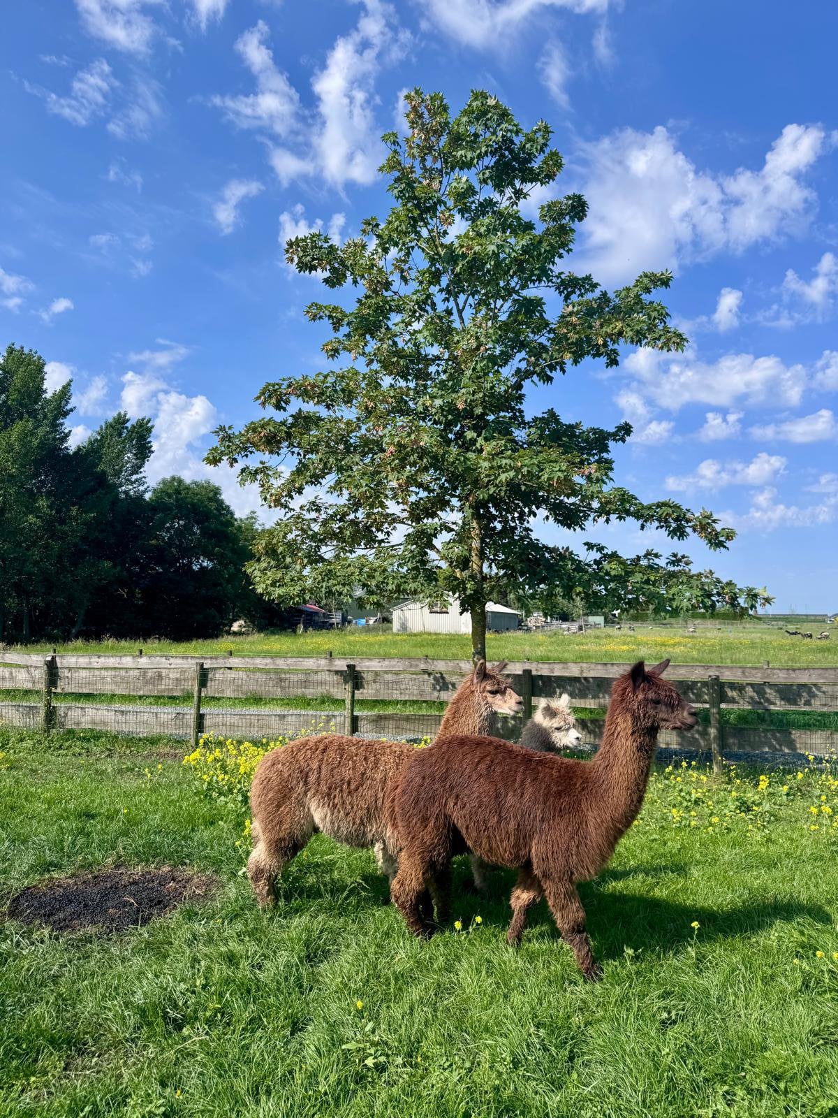 Te koop 2 alpaca hengstjes, Dieren en Toebehoren, Overige Dieren, December, Meerdere dieren