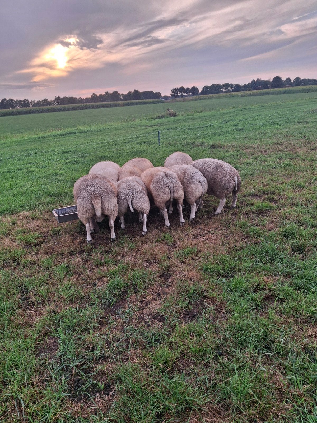 texelaar dekrammen, Mannelijk, Schaap