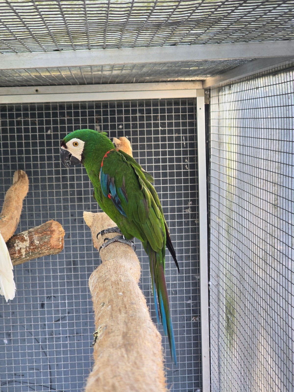 0-1 ara severa 2012, Dieren en Toebehoren, Vogels | Parkieten en Papegaaien, Vrouwelijk, Papegaai
